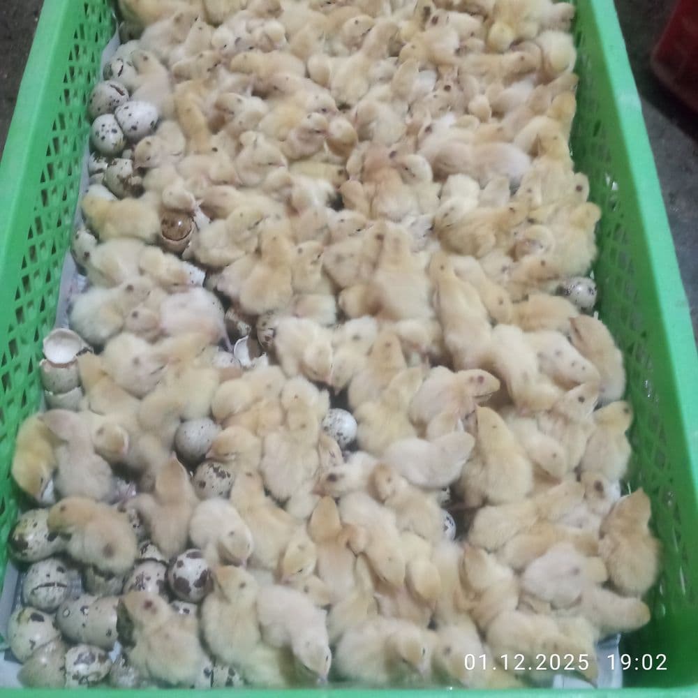 Bedana sotiladi 4000 dan 22 mingachen