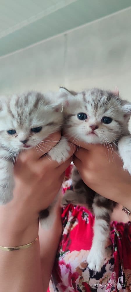 Продаются котёнки.