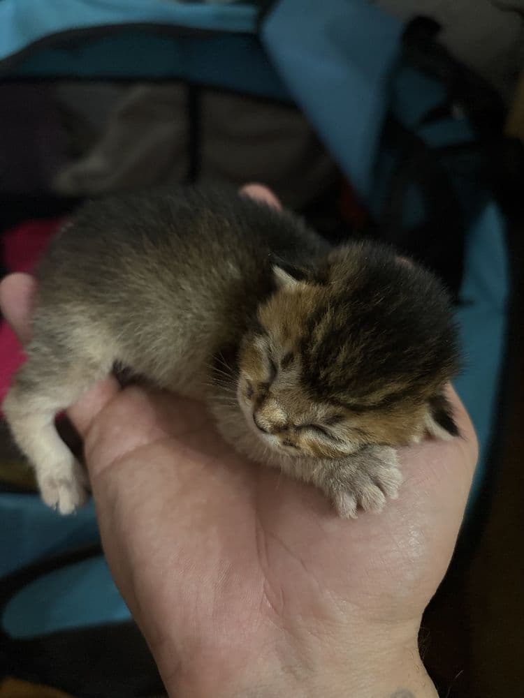 Котята Обесинцы дикие,сарэль