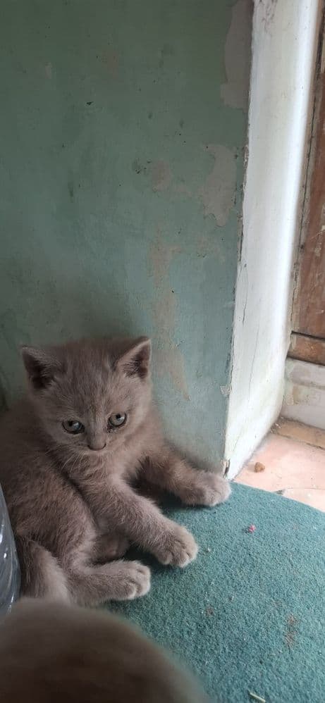 Фолд кизбола соглом