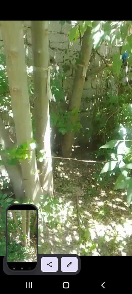 Текинга дарахт бор