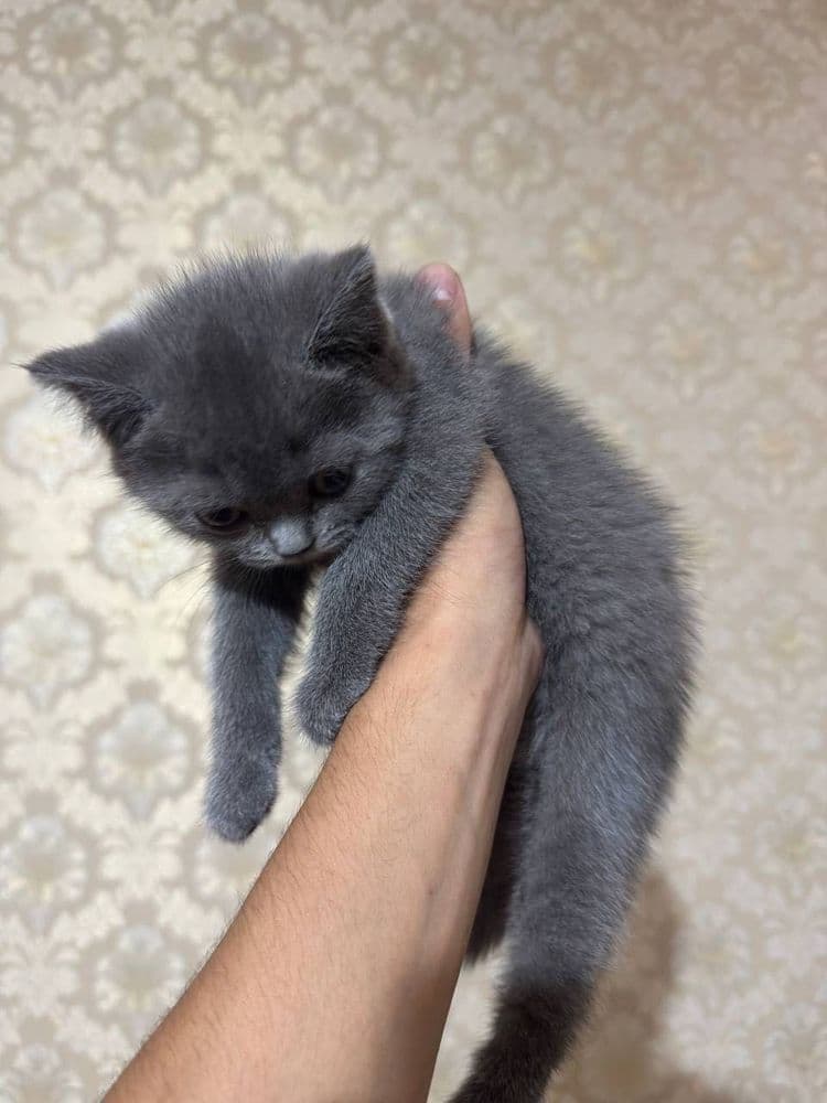кошка British blue