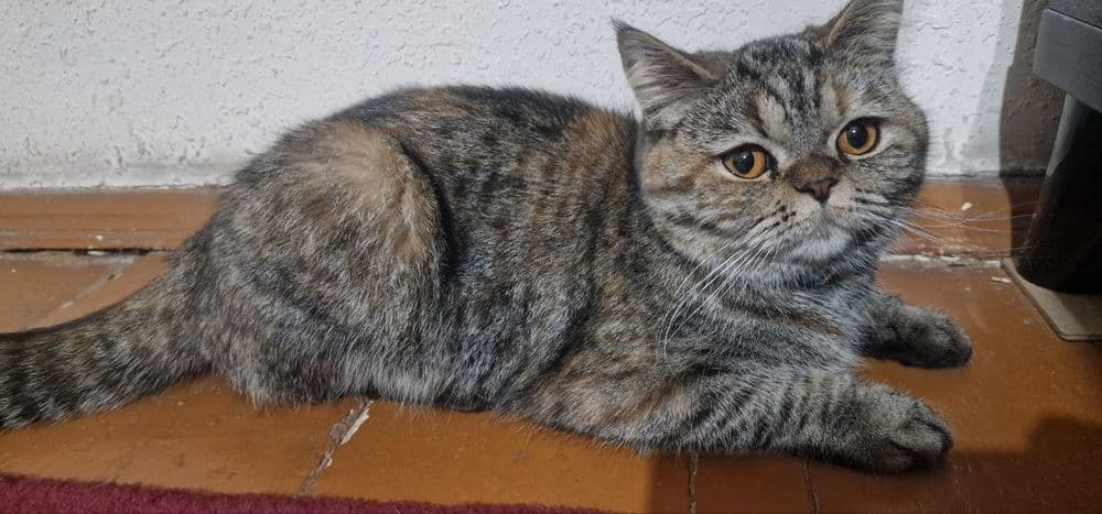 Шиншилла страйт кошка
