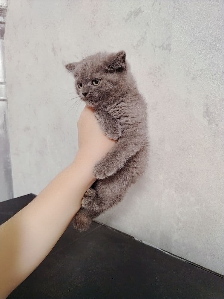 Котенок от правильной вязки скотиш страйт