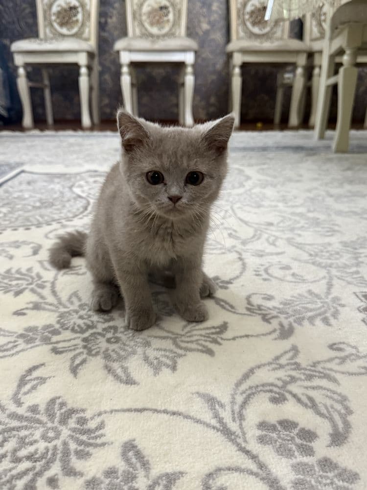 Продаётся котята