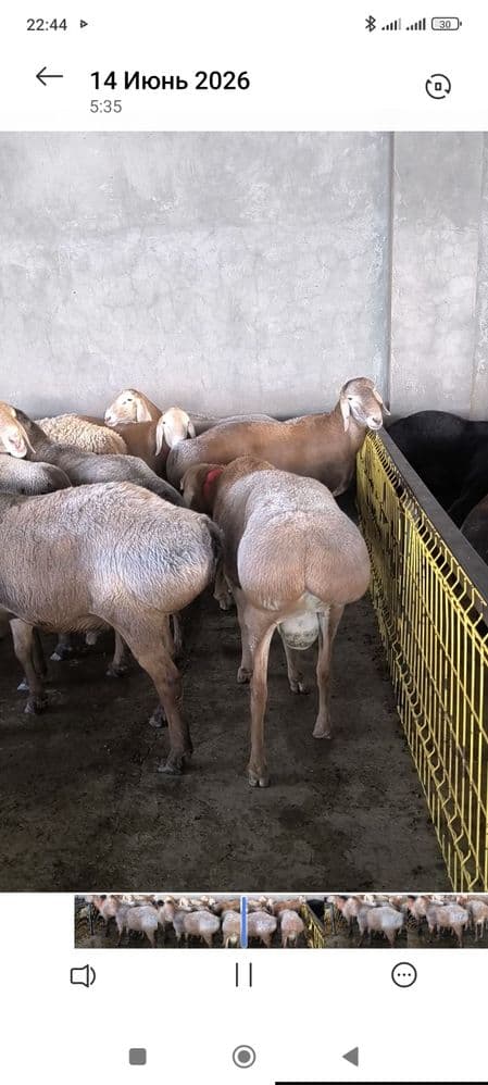 Arawan qocqorla bewkekdan kegan