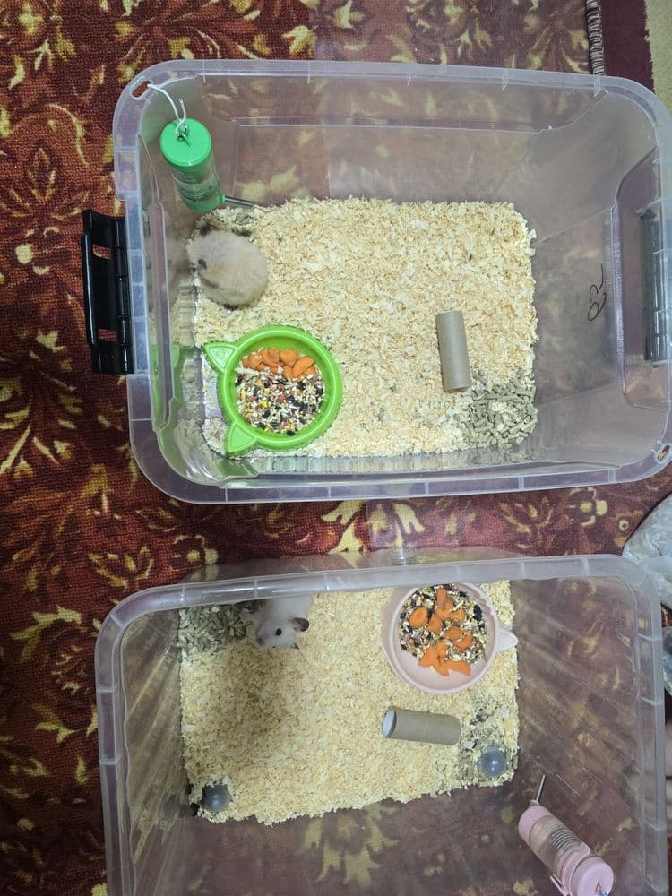 Сирийские хомяки