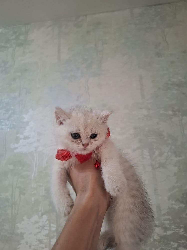Серебристая шиншилла девочка