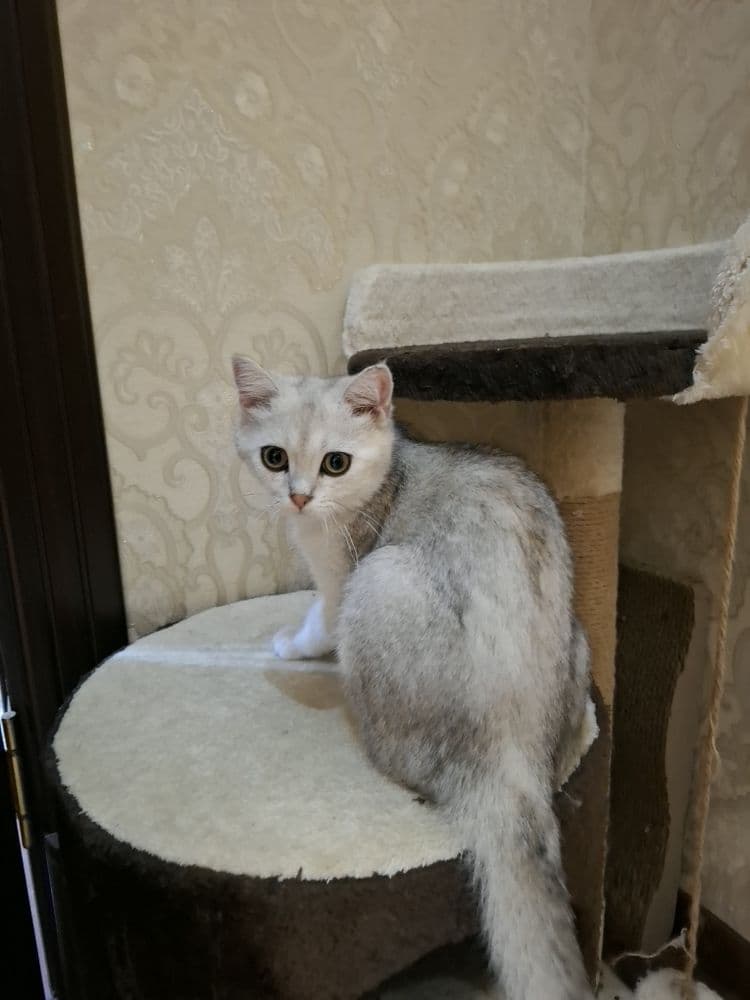 Котик Серебристая шиншила