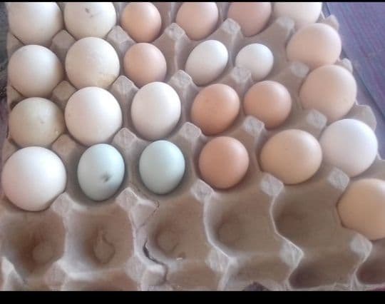 Продаю утиные и куриные яйца домашние