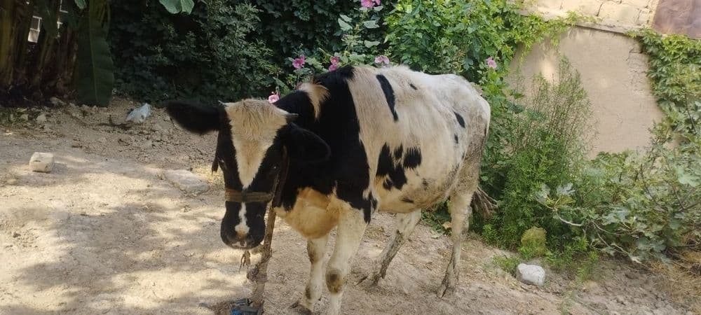Gunajin sotiladi kuylagan sigir qilishga yahshi zot