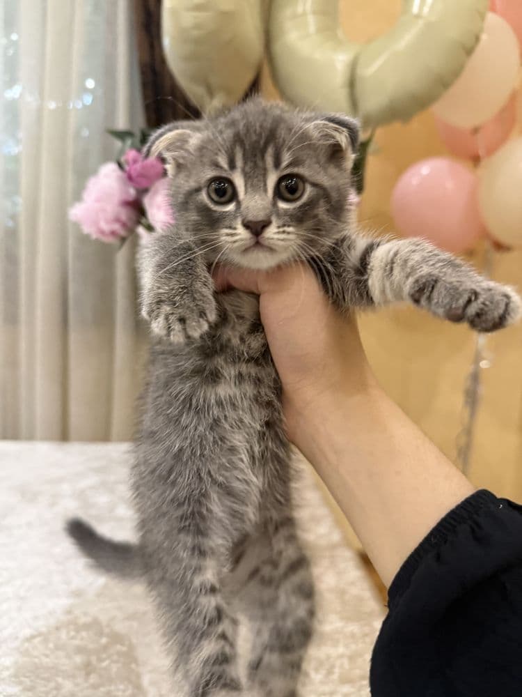 Скоттиш фолд бир ярим ойлик