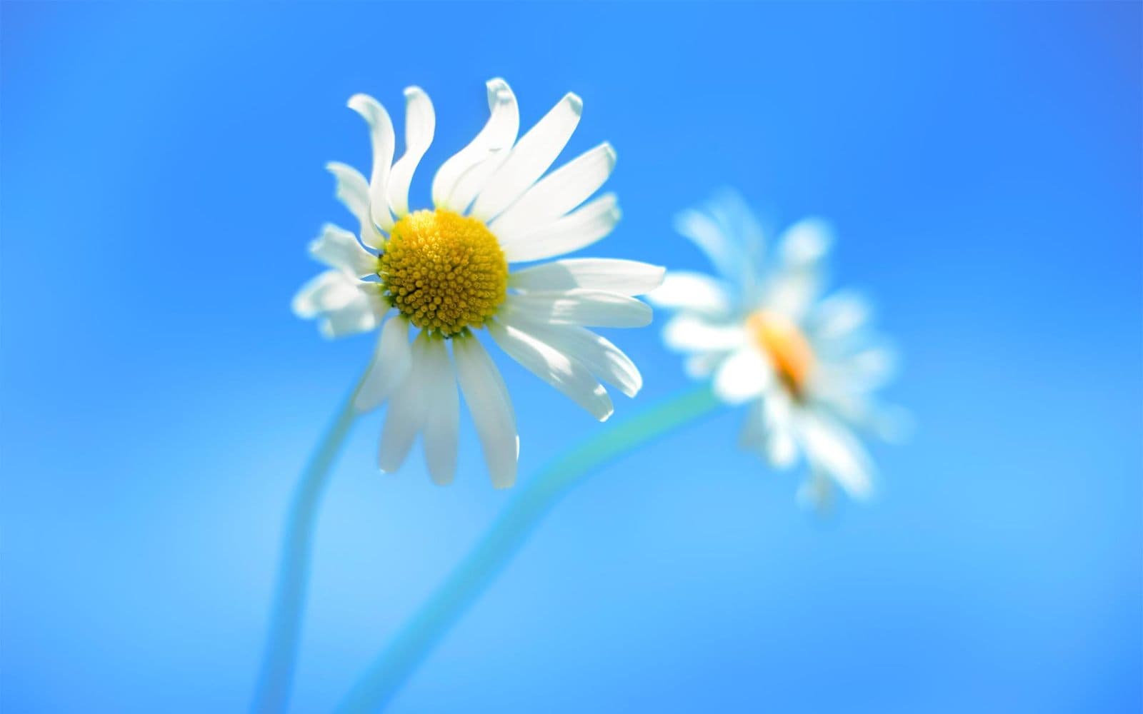 Tabiiy Chamomile Gullar - Oq va Sariq