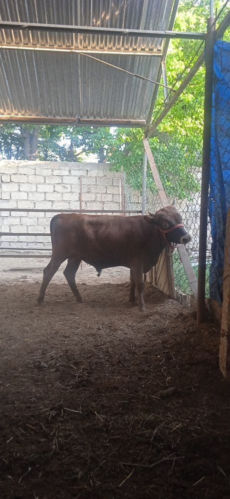Buqqa sotiladi buqqa