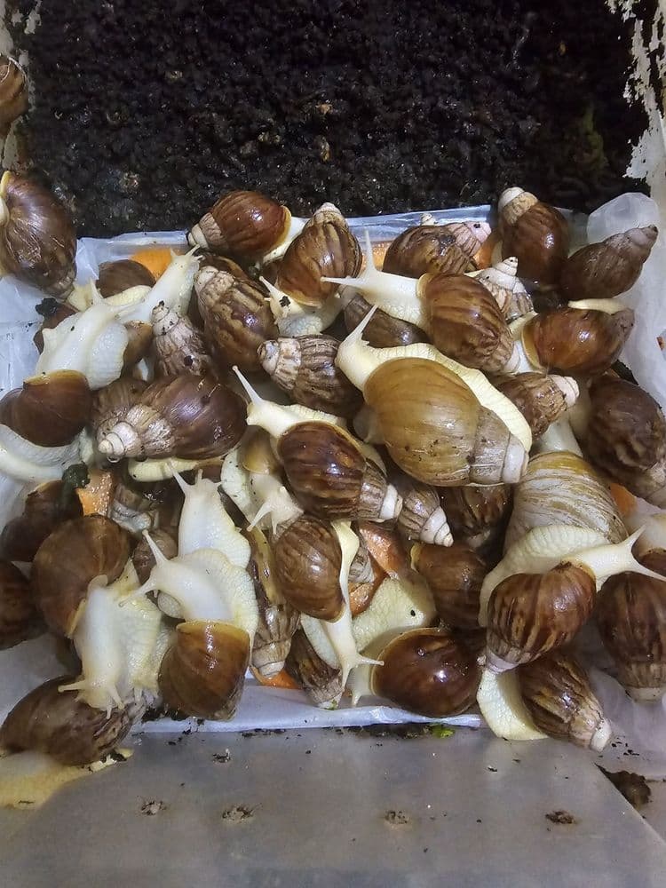 Срочно улитка продам