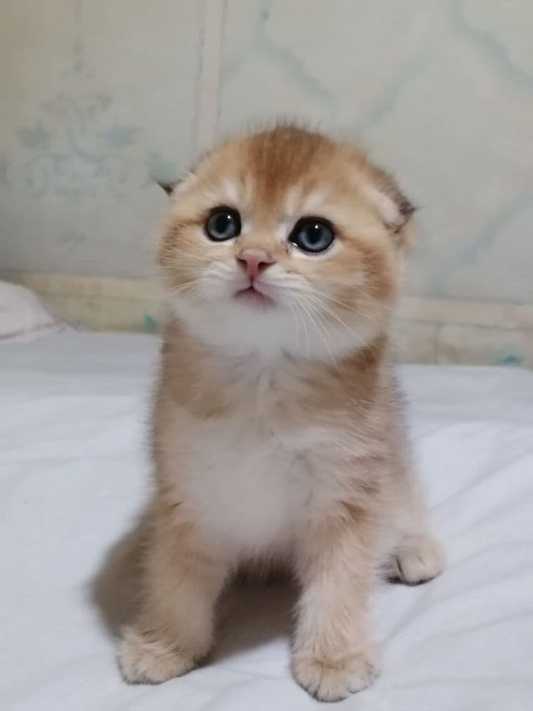 Кошка мальчик 2 месяца