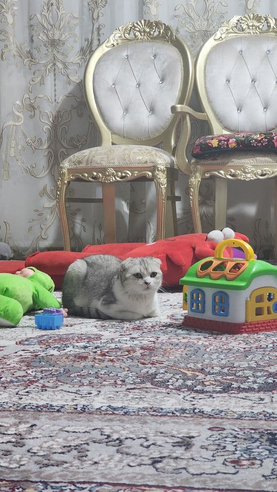 9 ойлик эркак мушук сотилади