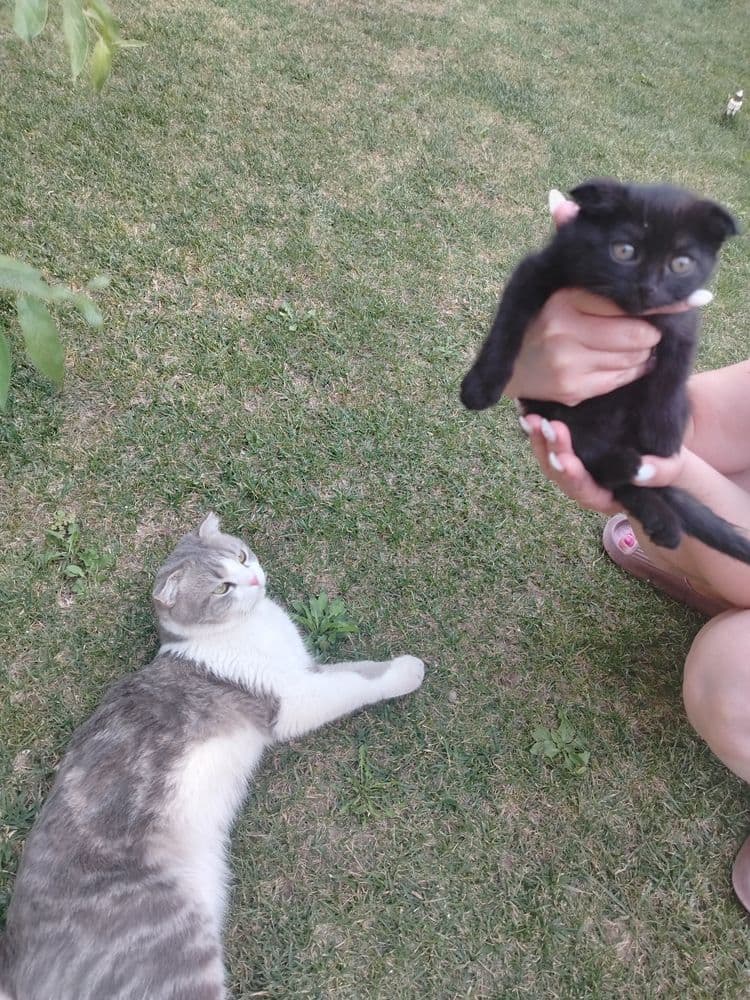 продаётся котенок девочка