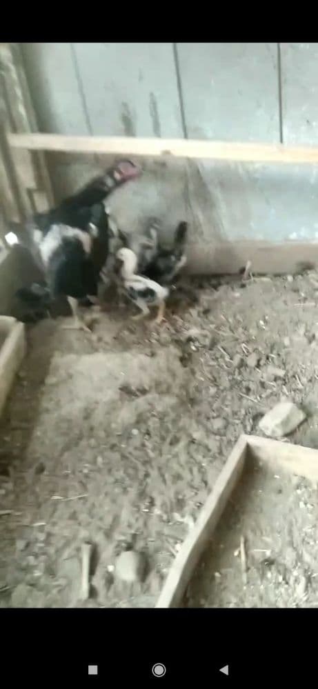 Kars Ona bolla sotuvda
