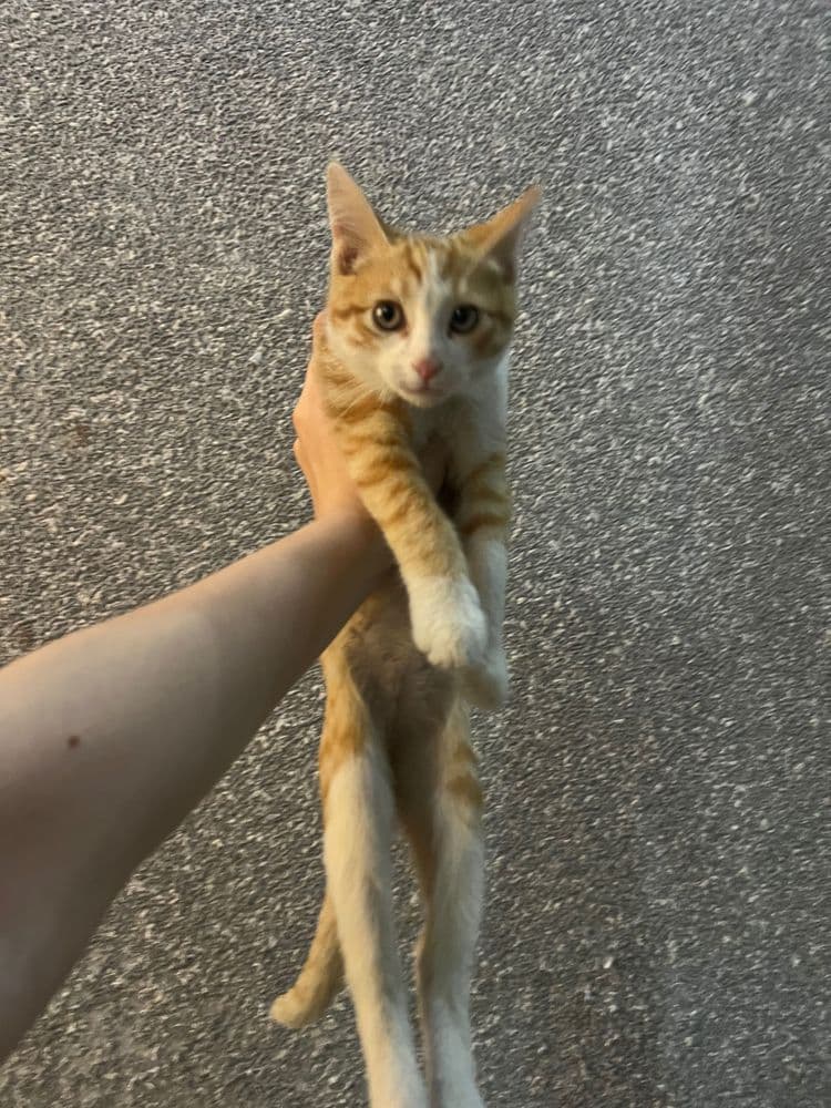 отдам кота бесплатно на хорошие руки