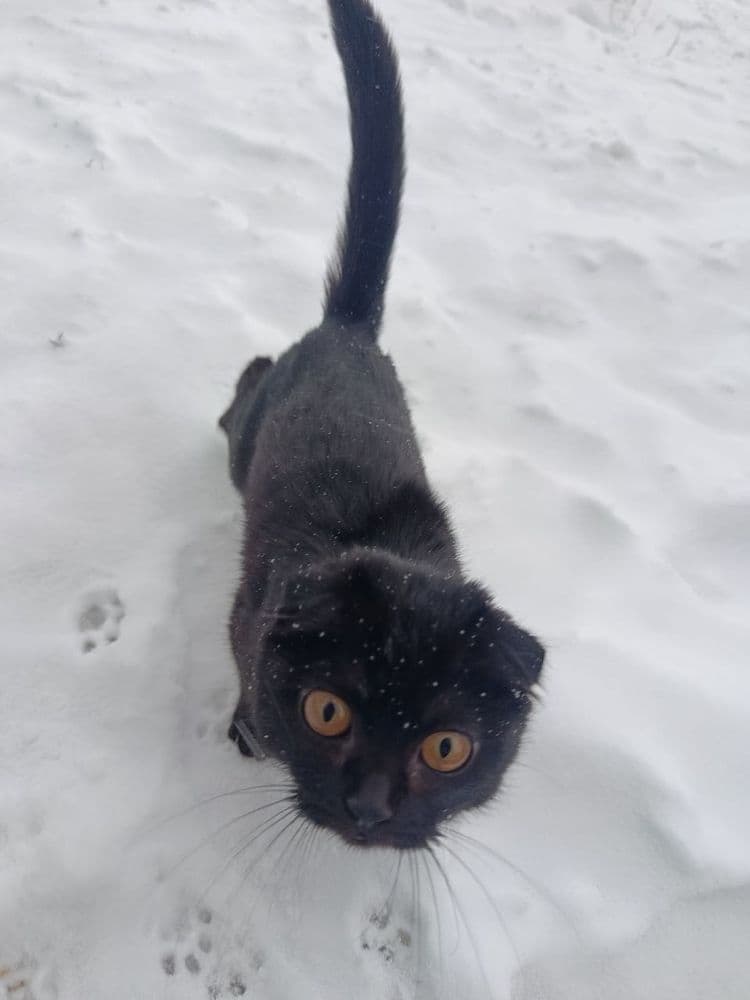Black scottish fold