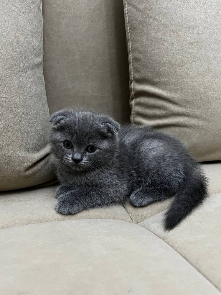 Котята скоттиш страйт, скоттиш фолд
