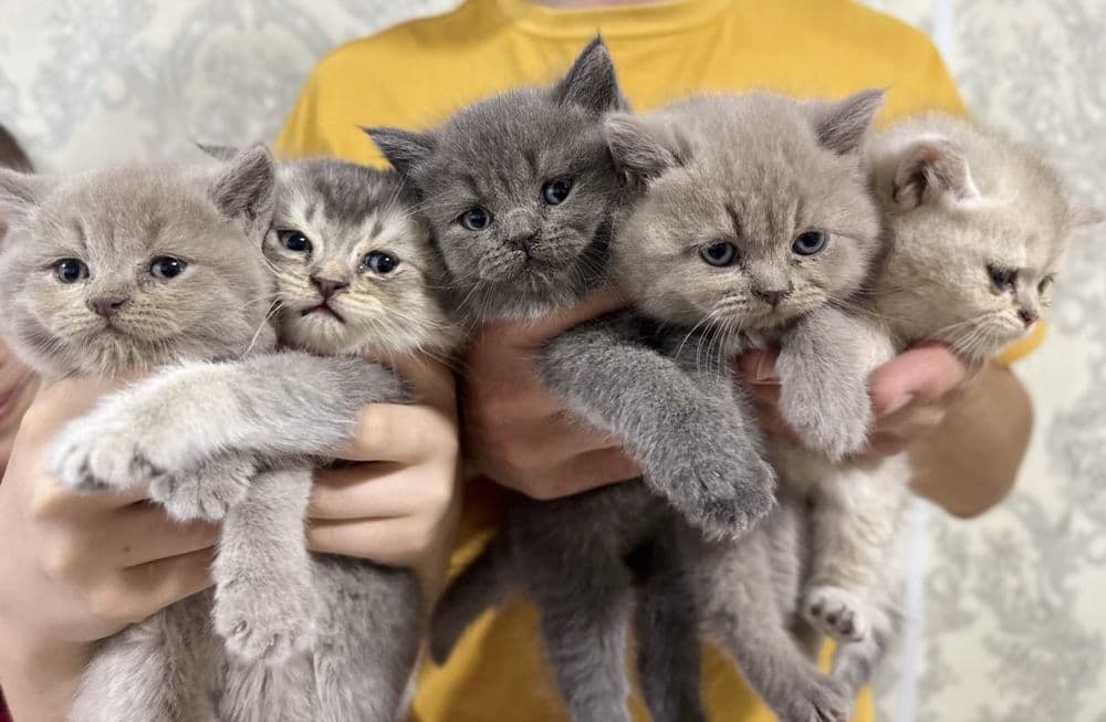 Британские котята