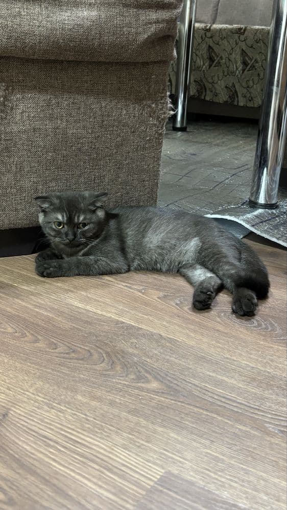 Продается кошки