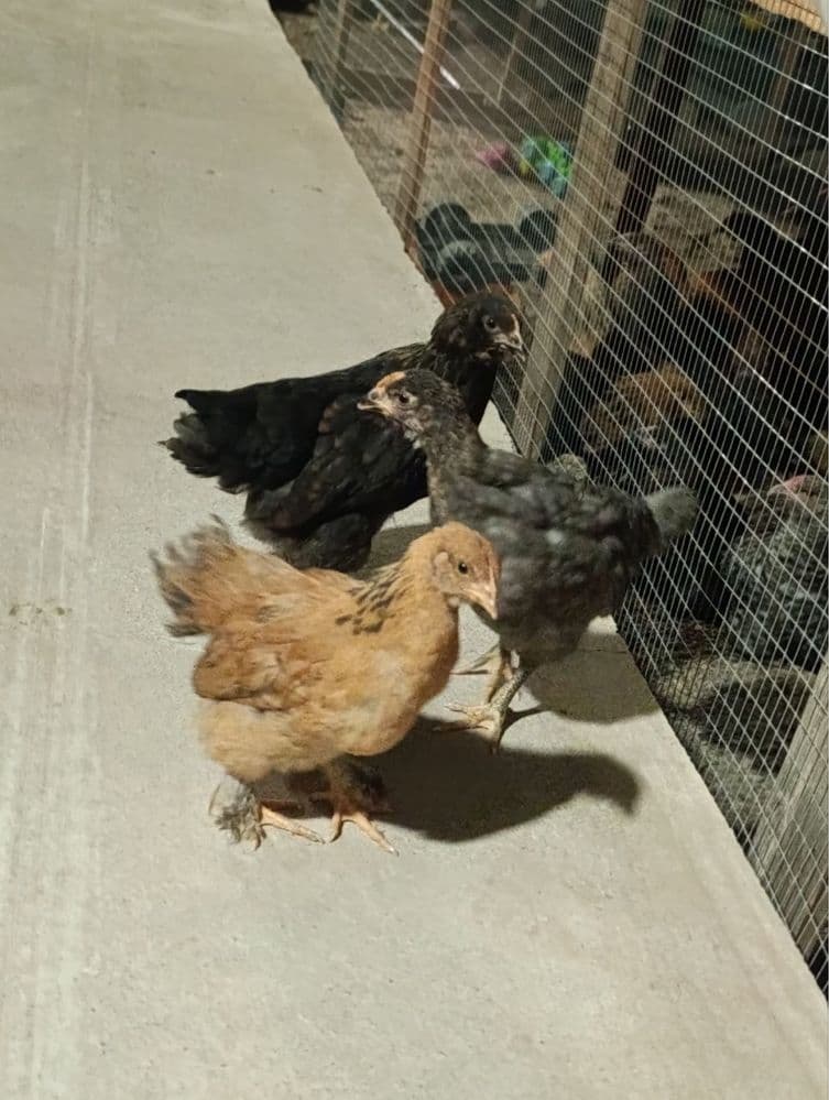 Jo’jalar sotiladi