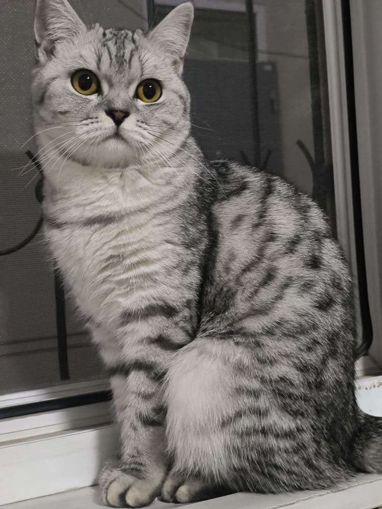 Serebristiy shinshila