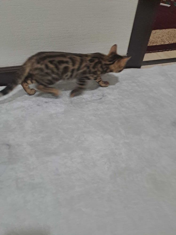 Бенгальские котята