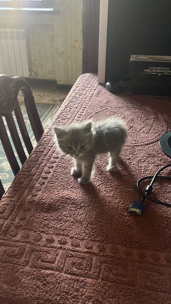 Умная серая Кошка