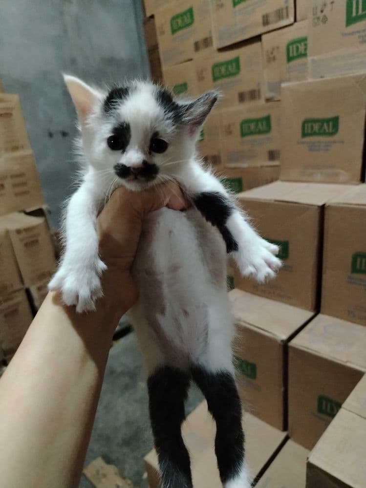 Красивые Котята 1 месяц