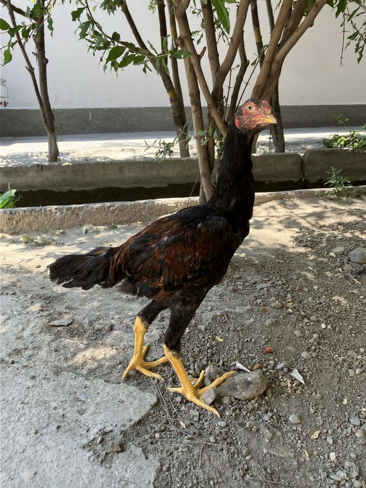 Shamo dakang jojalar