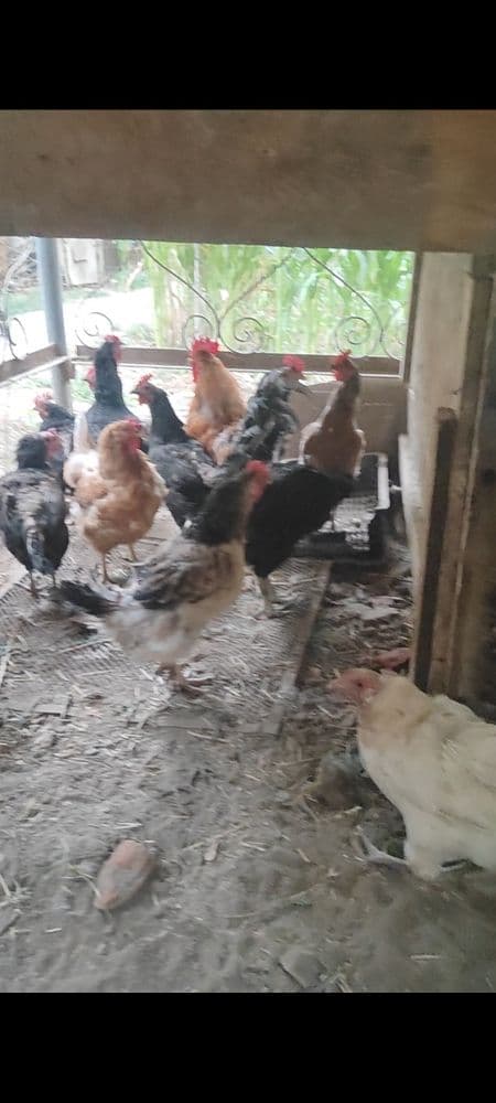 Tovuqlar Sotiladi 27_ dona bor