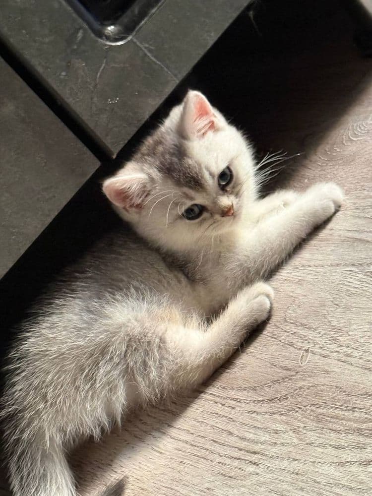 котята , шиншиллы
