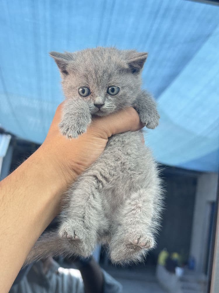 Mushukchalar srochno sotiladi scottish strayt (скотиш страйт)