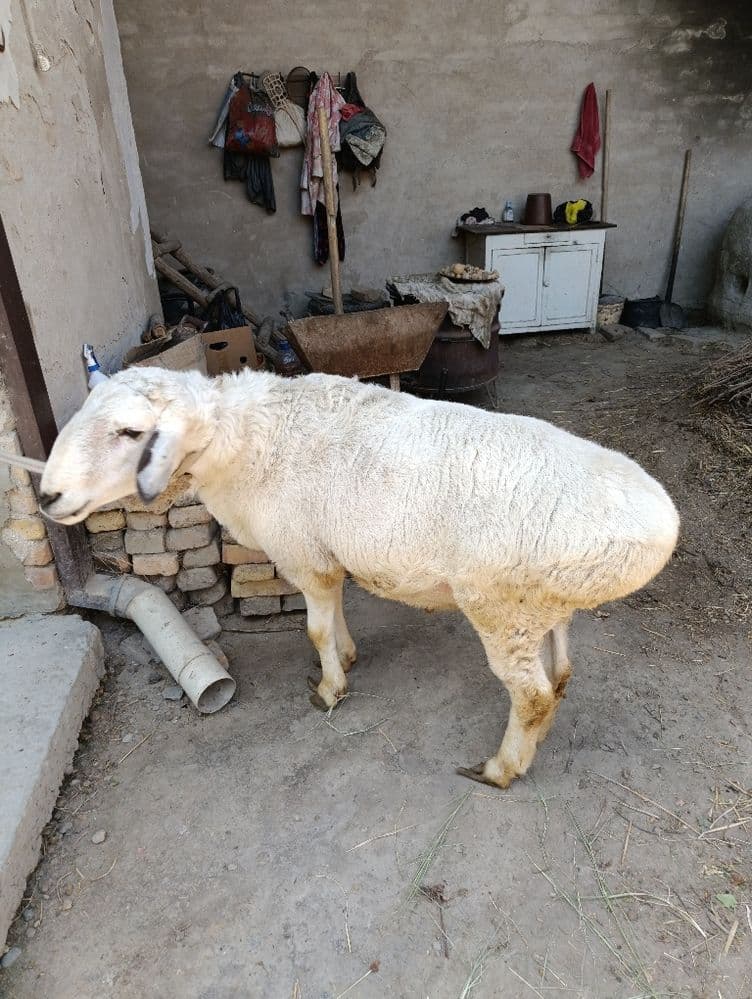 Qo'chqor sotiladi