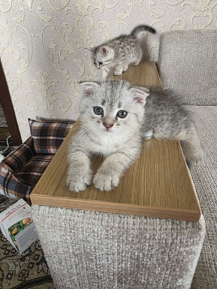 Продаются котята
