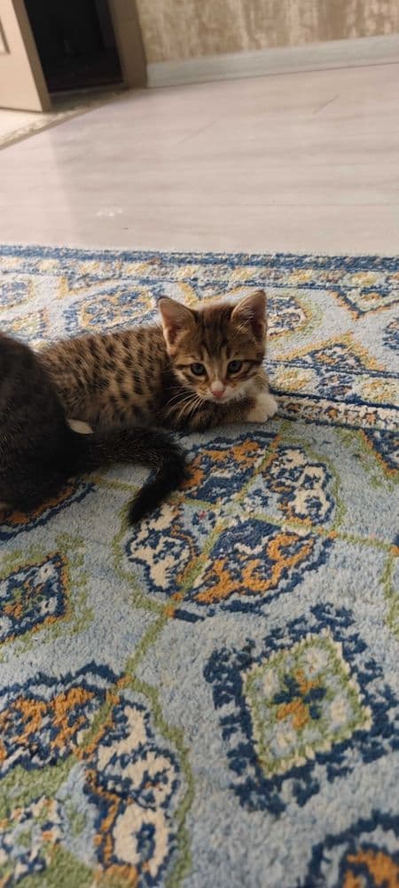 Котята от мышеловки