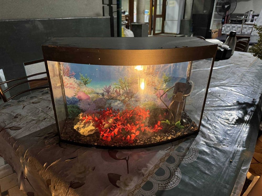 Akvarium, baliqlar uchun