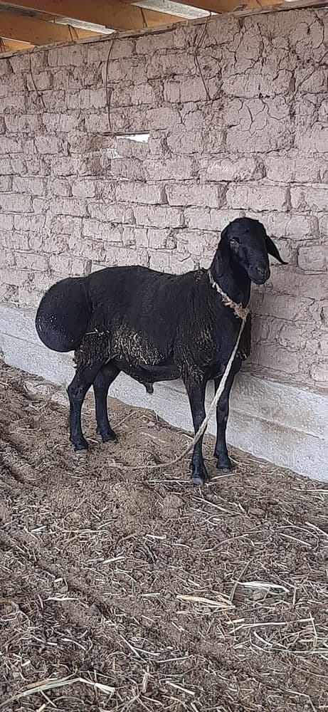 Хисори кучкор сотилади
