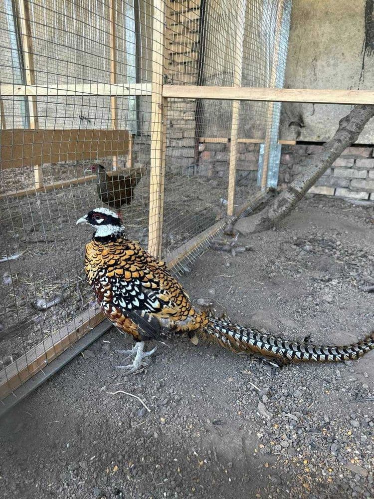 Продам пару королевских фазанов (взрослые, самец и самка)