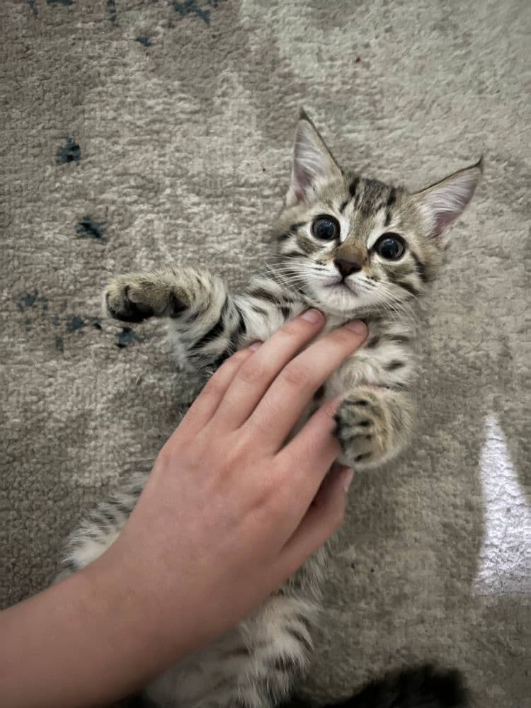 Отдаю  котят очень ласково и игровые